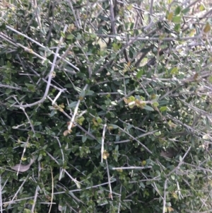 Olea europaea subsp. cuspidata at Deakin, ACT - 30 Aug 2021