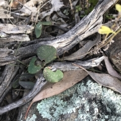 Grona varians (Slender Tick-Trefoil) at Deakin, ACT - 30 Aug 2021 by Tapirlord