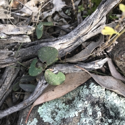 Grona varians (Slender Tick-Trefoil) at Deakin, ACT - 30 Aug 2021 by Tapirlord