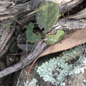 Grona varians at Deakin, ACT - 30 Aug 2021 04:04 PM