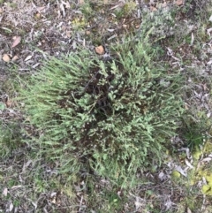 Pimelea linifolia at Deakin, ACT - 30 Aug 2021 03:58 PM