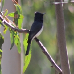 Myiagra rubecula (Leaden Flycatcher) at Gundaroo, NSW - 6 Nov 2015 by Gunyijan