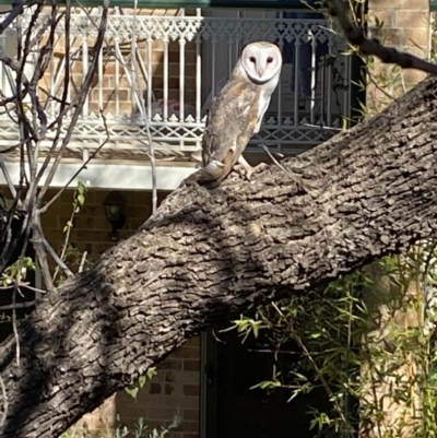 Tyto alba (Barn Owl) at Reid, ACT - 17 Aug 2021 by KMcCue