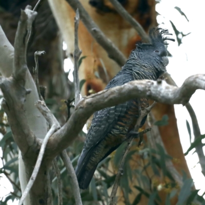 Callocephalon fimbriatum (Gang-gang Cockatoo) at Majura, ACT - 30 Aug 2021 by jbromilow50