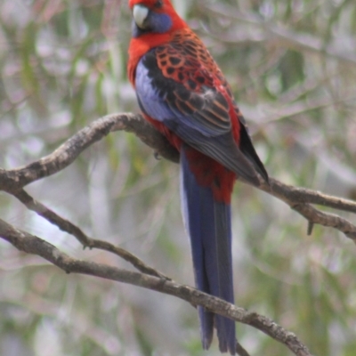Platycercus elegans (Crimson Rosella) at Gundaroo, NSW - 21 Oct 2012 by Gunyijan