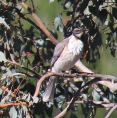 Philemon corniculatus (Noisy Friarbird) at Gundaroo, NSW - 5 Oct 2013 by Gunyijan