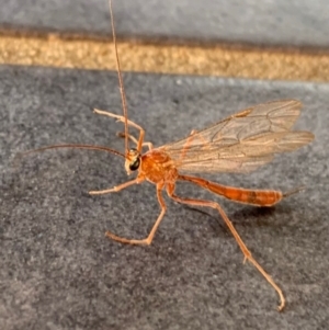 Netelia sp. (genus) at Murrumbateman, NSW - 3 Sep 2021 10:58 AM