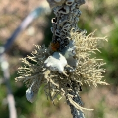 Usnea sp. (genus) (Bearded lichen) at Murrumbateman, NSW - 2 Sep 2021 by SimoneC