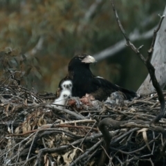 Aquila audax (Wedge-tailed Eagle) at Ainslie, ACT - 30 Aug 2021 by jb2602