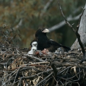 Aquila audax at Ainslie, ACT - 30 Aug 2021