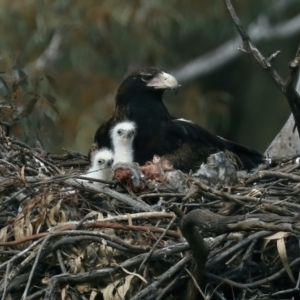 Aquila audax at Ainslie, ACT - 30 Aug 2021