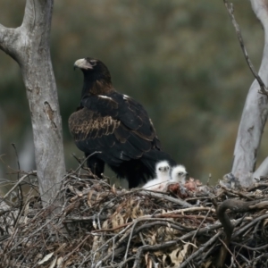 Aquila audax at Ainslie, ACT - suppressed