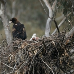 Aquila audax at Ainslie, ACT - suppressed