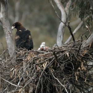 Aquila audax at Ainslie, ACT - 30 Aug 2021