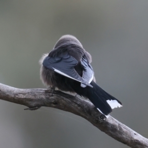 Artamus cyanopterus cyanopterus at Majura, ACT - 25 Aug 2021