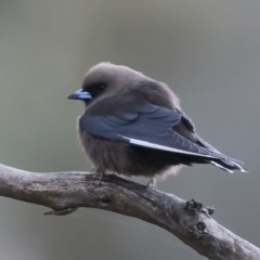 Artamus cyanopterus cyanopterus at Majura, ACT - 25 Aug 2021