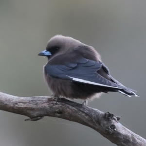 Artamus cyanopterus at Majura, ACT - 25 Aug 2021