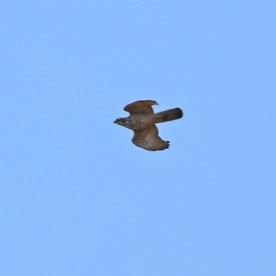 Tachyspiza fasciata (Brown Goshawk) at Fyshwick, ACT - 3 Sep 2021 by RodDeb