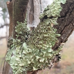 Parmeliaceae (family) (A lichen family) at Cook, ACT - 2 Aug 2021 by drakes