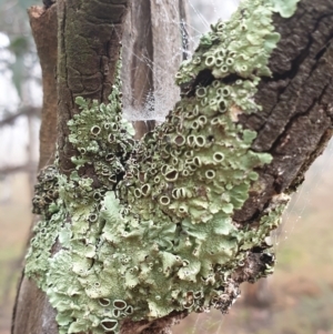 Parmeliaceae (family) at Cook, ACT - 2 Aug 2021 09:47 AM