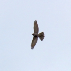 Accipiter fasciatus (Brown Goshawk) at Fyshwick, ACT - 3 Sep 2021 by RodDeb