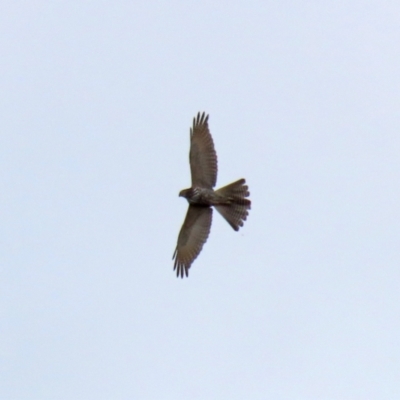 Tachyspiza fasciata (Brown Goshawk) at Fyshwick, ACT - 3 Sep 2021 by RodDeb