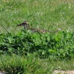 Gallirallus philippensis at Fyshwick, ACT - 3 Sep 2021