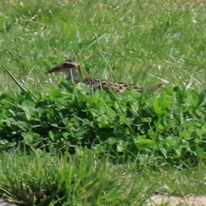 Gallirallus philippensis at Fyshwick, ACT - 3 Sep 2021