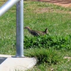 Gallirallus philippensis at Fyshwick, ACT - 3 Sep 2021