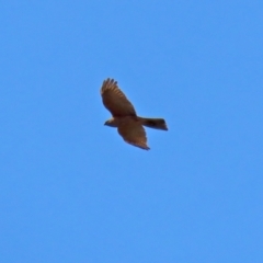 Tachyspiza cirrocephala (Collared Sparrowhawk) at Fyshwick, ACT - 3 Sep 2021 by RodDeb