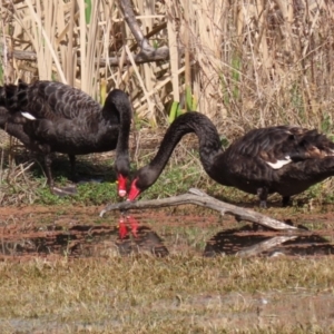 Cygnus atratus at Fyshwick, ACT - 3 Sep 2021