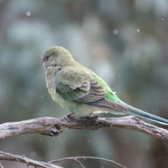 Psephotus haematonotus (Red-rumped Parrot) at Majura, ACT - 25 Aug 2021 by jb2602