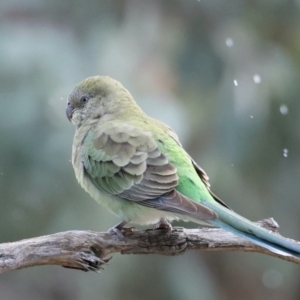 Psephotus haematonotus at Majura, ACT - 25 Aug 2021