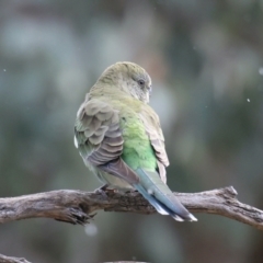 Psephotus haematonotus at Majura, ACT - 25 Aug 2021