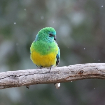 Psephotus haematonotus (Red-rumped Parrot) at Majura, ACT - 25 Aug 2021 by jb2602