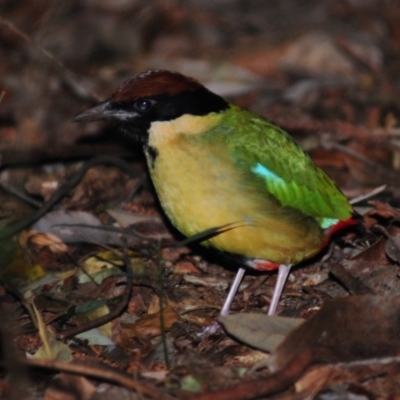 Pitta versicolor (Noisy Pitta) at Mount Glorious, QLD - 3 Jul 2014 by Harrisi