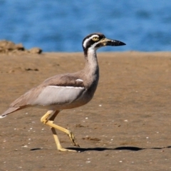 Esacus magnirostris (Beach Stone-curlew) at Nudgee Beach, QLD - 8 Jul 2014 by Harrisi