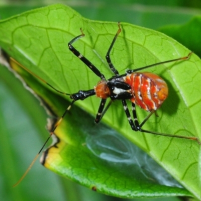 Pristhesancus plagipennis (Common Assassin Bug, Bee Killer Assassin Bug) at Town Common, QLD - 24 Apr 2017 by Harrisi