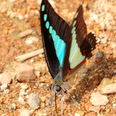 Graphium choredon (Blue Triangle) at Mount Elliot, QLD - 24 Apr 2017 by Harrisi