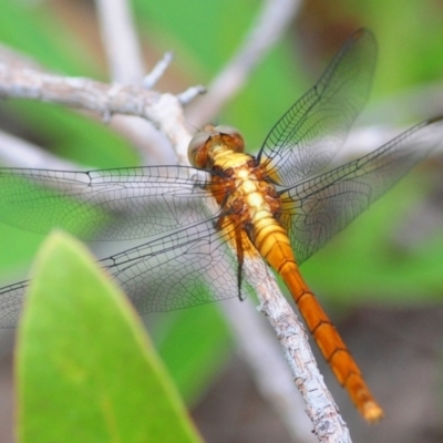 Unidentified Dragonfly (Anisoptera) at Yuruga, QLD - 25 Apr 2017 by Harrisi