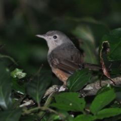 Colluricincla rufogaster (Rufous Shrikethrush) at Crystal Creek, QLD - 25 Apr 2017 by Harrisi