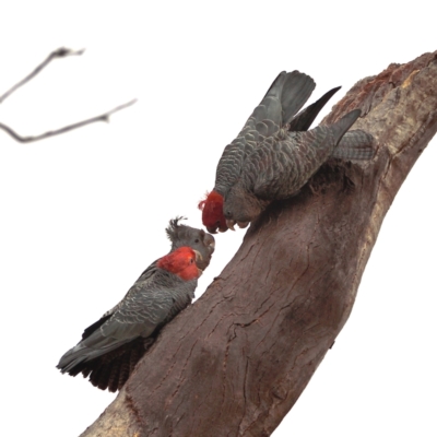 Callocephalon fimbriatum (Gang-gang Cockatoo) at Symonston, ACT - 27 Aug 2021 by davidcunninghamwildlife