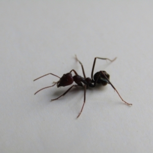 Iridomyrmex purpureus at Fraser, ACT - 3 Sep 2021