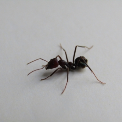 Iridomyrmex purpureus (Meat Ant) at Mount Rogers - 3 Sep 2021 by Amata