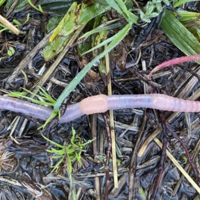 Oligochaeta (class) (Unidentified earthworm) at Wandiyali-Environa Conservation Area - 4 Sep 2021 by Wandiyali