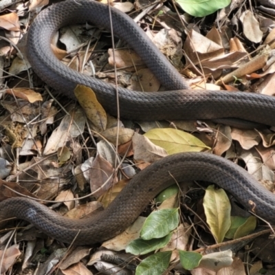 Pseudonaja textilis at Alice River, QLD - 3 Sep 2021 by sayoung15