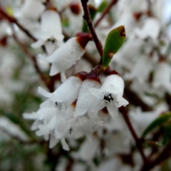 Cryptandra amara (Bitter Cryptandra) at Googong, NSW - 4 Sep 2021 by Wandiyali