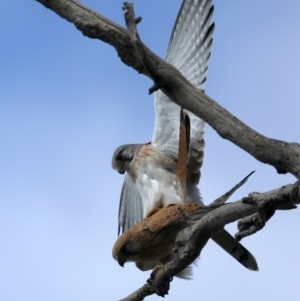 Falco cenchroides at Pialligo, ACT - suppressed