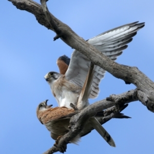 Falco cenchroides at Pialligo, ACT - 3 Sep 2021