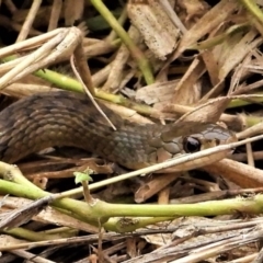 Tropidonophis mairii subsp. mairii (keelback, freshwater snake) at Garbutt, QLD - 4 Apr 2021 by TerryS